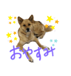 山本アンと山本ルル（個別スタンプ：3）