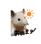 キンクマハムスターのドリスくん（個別スタンプ：1）