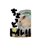 キンクマハムスターのドリスくん（個別スタンプ：2）