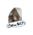 キンクマハムスターのドリスくん（個別スタンプ：3）