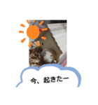キンクマハムスターのドリスくん（個別スタンプ：5）