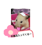 キンクマハムスターのドリスくん（個別スタンプ：6）