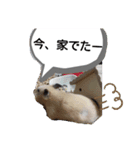 キンクマハムスターのドリスくん（個別スタンプ：7）