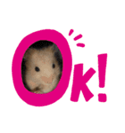 キンクマハムスターのドリスくん（個別スタンプ：8）