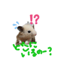キンクマハムスターのドリスくん（個別スタンプ：9）