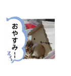 キンクマハムスターのドリスくん（個別スタンプ：10）