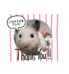 キンクマハムスターのドリスくん（個別スタンプ：12）