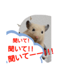 キンクマハムスターのドリスくん（個別スタンプ：13）
