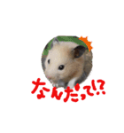 キンクマハムスターのドリスくん（個別スタンプ：15）