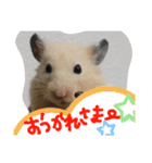 キンクマハムスターのドリスくん（個別スタンプ：16）