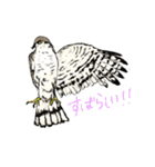 野鳥と一緒（個別スタンプ：9）