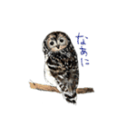野鳥と一緒（個別スタンプ：14）