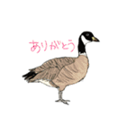 野鳥と一緒（個別スタンプ：19）