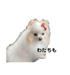 こーくんすたんぷ2（個別スタンプ：15）