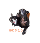 我が家の愛犬  アンジーとトム 03（個別スタンプ：1）