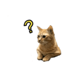 茶トラのみかんくん（個別スタンプ：18）