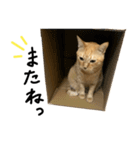 茶トラのみかんくん（個別スタンプ：23）
