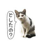 ボンネットからやってきた猫リジー（個別スタンプ：1）