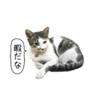 ボンネットからやってきた猫リジー（個別スタンプ：2）