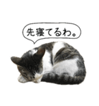 ボンネットからやってきた猫リジー（個別スタンプ：3）