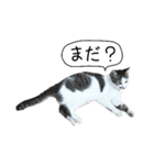 ボンネットからやってきた猫リジー（個別スタンプ：4）