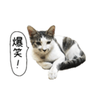 ボンネットからやってきた猫リジー（個別スタンプ：6）