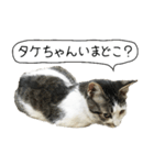 ボンネットからやってきた猫リジー（個別スタンプ：7）