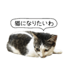 ボンネットからやってきた猫リジー（個別スタンプ：8）