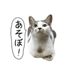 ボンネットからやってきた猫リジー（個別スタンプ：9）