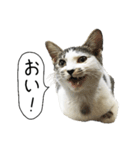 ボンネットからやってきた猫リジー（個別スタンプ：10）