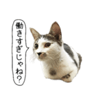 ボンネットからやってきた猫リジー（個別スタンプ：11）