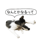 ボンネットからやってきた猫リジー（個別スタンプ：12）