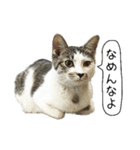 ボンネットからやってきた猫リジー（個別スタンプ：13）