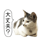 ボンネットからやってきた猫リジー（個別スタンプ：15）