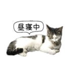 ボンネットからやってきた猫リジー（個別スタンプ：16）