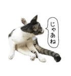 ボンネットからやってきた猫リジー（個別スタンプ：17）