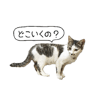 ボンネットからやってきた猫リジー（個別スタンプ：19）