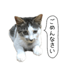 ボンネットからやってきた猫リジー（個別スタンプ：20）