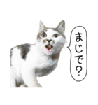 ボンネットからやってきた猫リジー（個別スタンプ：21）