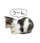 ボンネットからやってきた猫リジー（個別スタンプ：24）