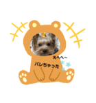 可愛いヨーキー♡琴音＆璃愛華＆愛望⑤（個別スタンプ：6）