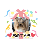 可愛いヨーキー♡琴音＆璃愛華＆愛望⑤（個別スタンプ：7）