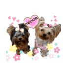 可愛いヨーキー♡琴音＆璃愛華＆愛望⑤（個別スタンプ：10）