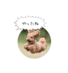 トイプードル ロック 2（個別スタンプ：1）