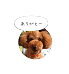トイプードル ロック 2（個別スタンプ：3）