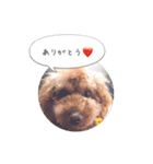 トイプードル ロック 2（個別スタンプ：4）