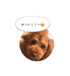 トイプードル ロック 2（個別スタンプ：6）