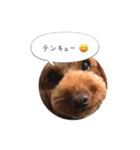 トイプードル ロック 2（個別スタンプ：7）
