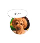 トイプードル ロック 2（個別スタンプ：8）