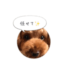 トイプードル ロック 2（個別スタンプ：11）